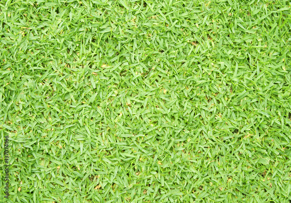 grass grass
