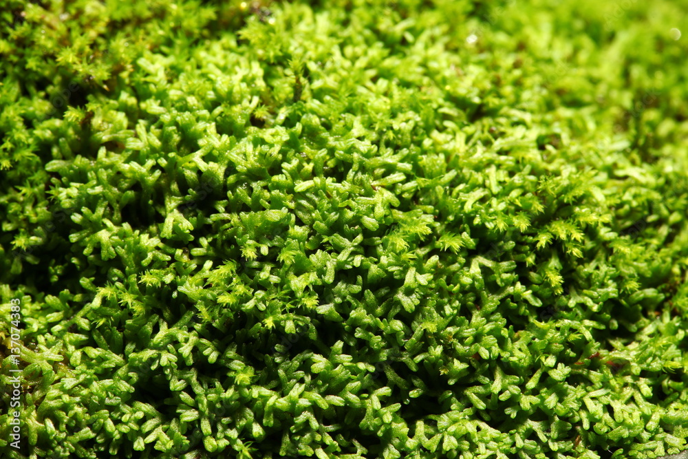 Green moss close up photo represent the botany and gardening concept related background idea.