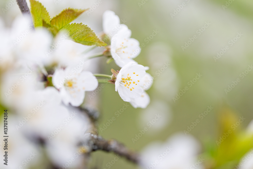 white blossoms of fruit tree in spring white blossoms of fruit tree in spring