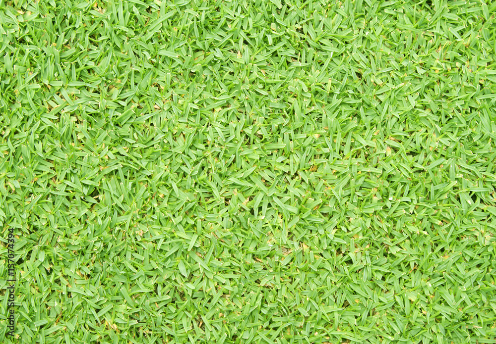 grass grass