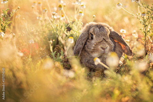 Bunny on camomile meadow