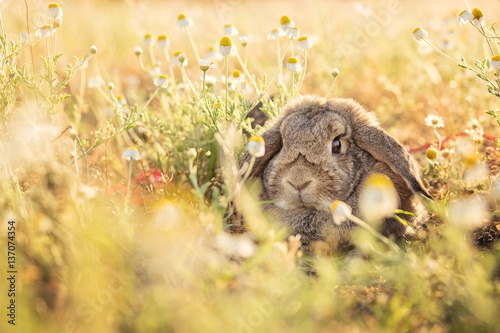 Bunny on camomile meadow