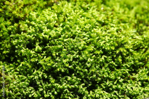 Green moss close up photo represent the botany and gardening concept related background idea.
