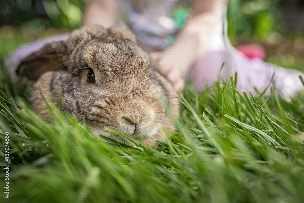 Bunny sitting in the grass