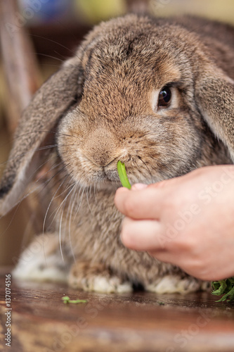 Rabbit eats grass