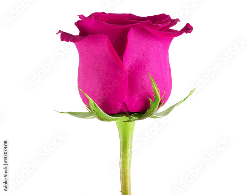 beautiful single pink rose on a white background.