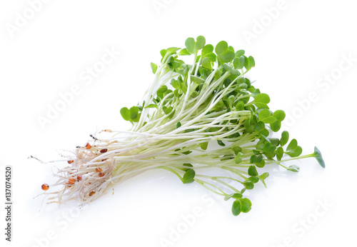 alfalfa sprouts or kai wah-rei on white background photo