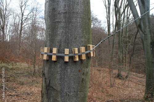 Canvas Print Fastening of steel rope on tree, Kačín, Slovakia