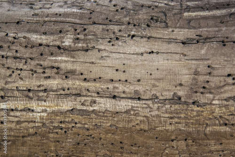 old wooden texture close up spoiled by woodworm