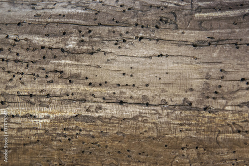 Obraz na płótnie old wooden texture close up spoiled by woodworm w salonie