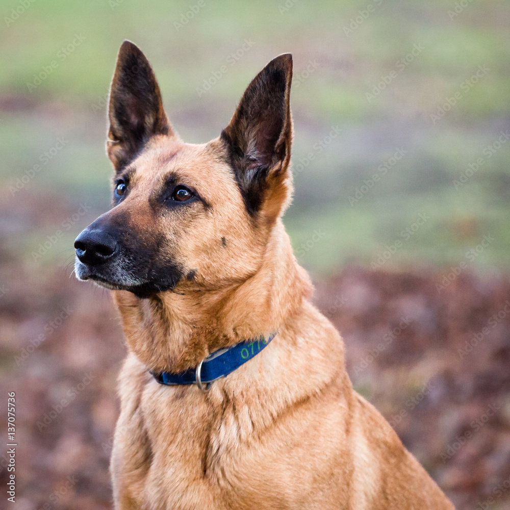 Belgian Shepherd Dog