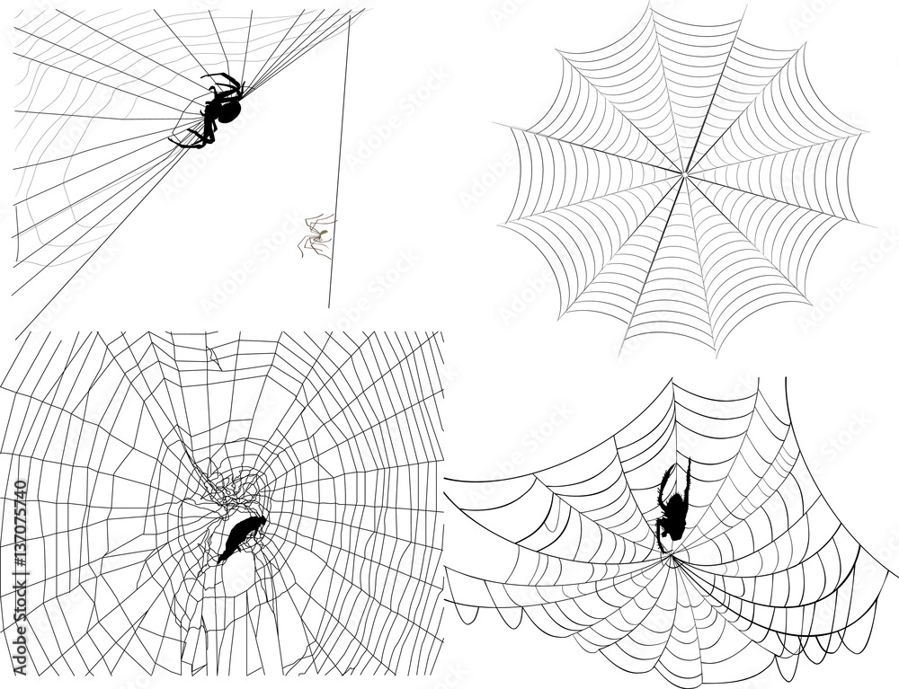 Obraz premium four isolated black spider webs