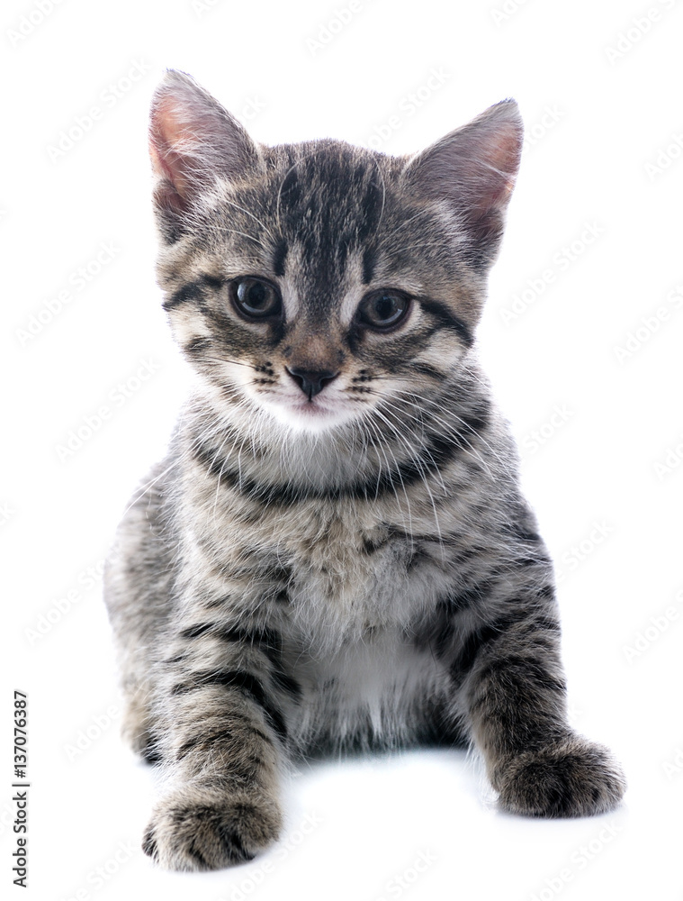 kitten kitten