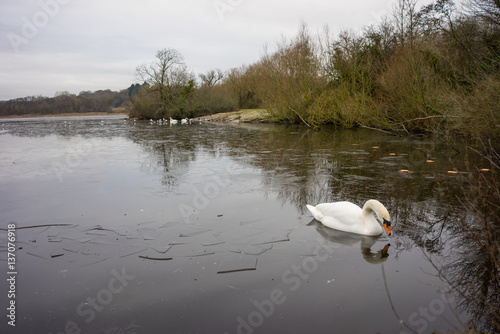 Swans birds and ducks in the wild