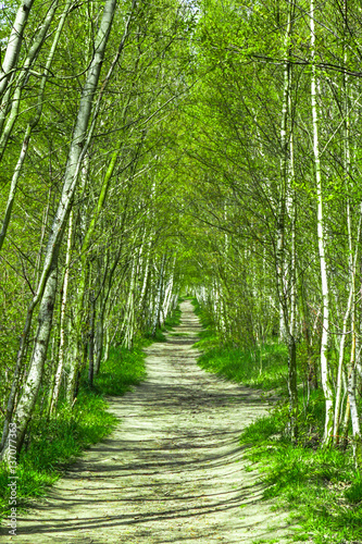 Birkenwald Weg