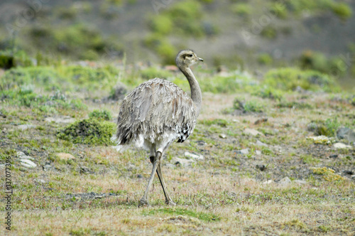 Nandu im Torres del Paine Nationalpark in Chile photo