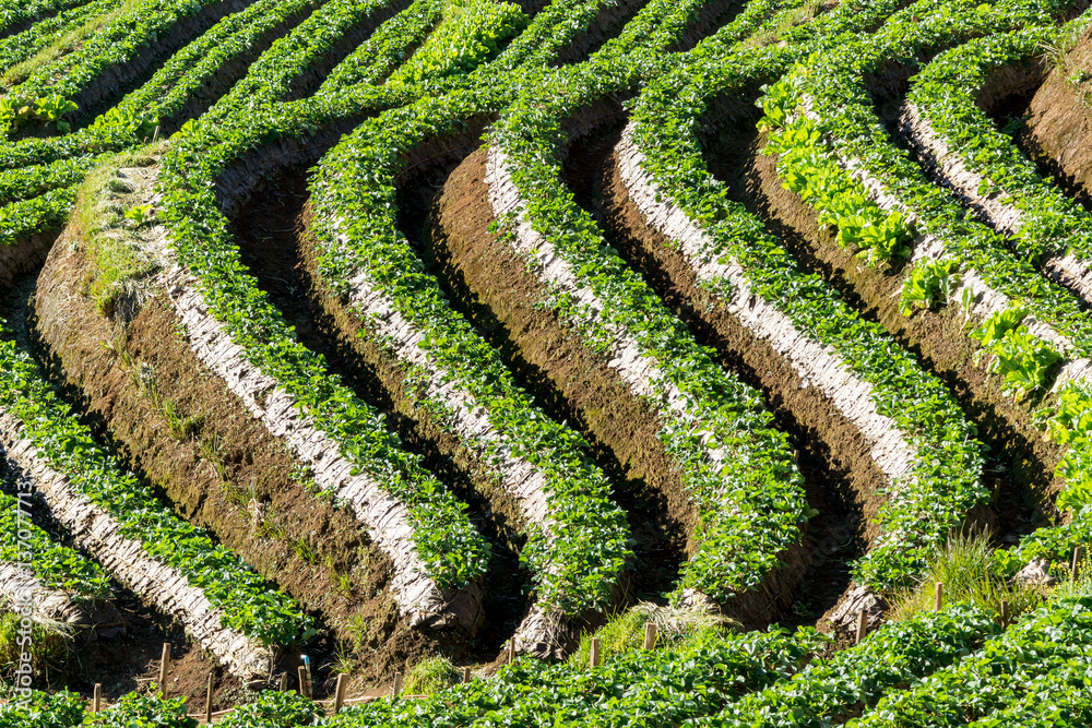 Fresh Strawberry field on the mountain Fresh Strawberry field on the mountain