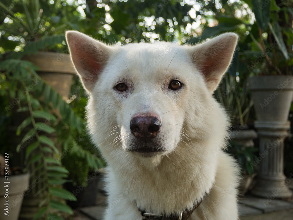 Dog in the garden Dog in the garden