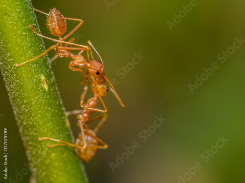 Red ant feeding