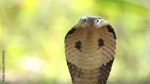 Cobras slither through in Thailand photo