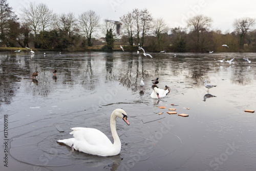 Swans birds and Ducks in the countryside in middle England