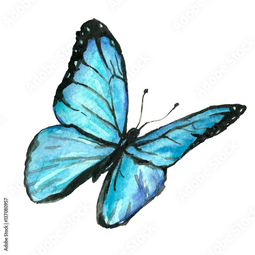 Naklejka Ilustracja błękitny motyl malował ręką z akwarelą