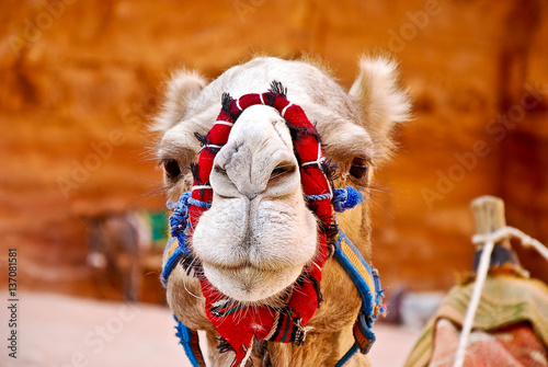 Obraz na płótnie Camel Face w salonie