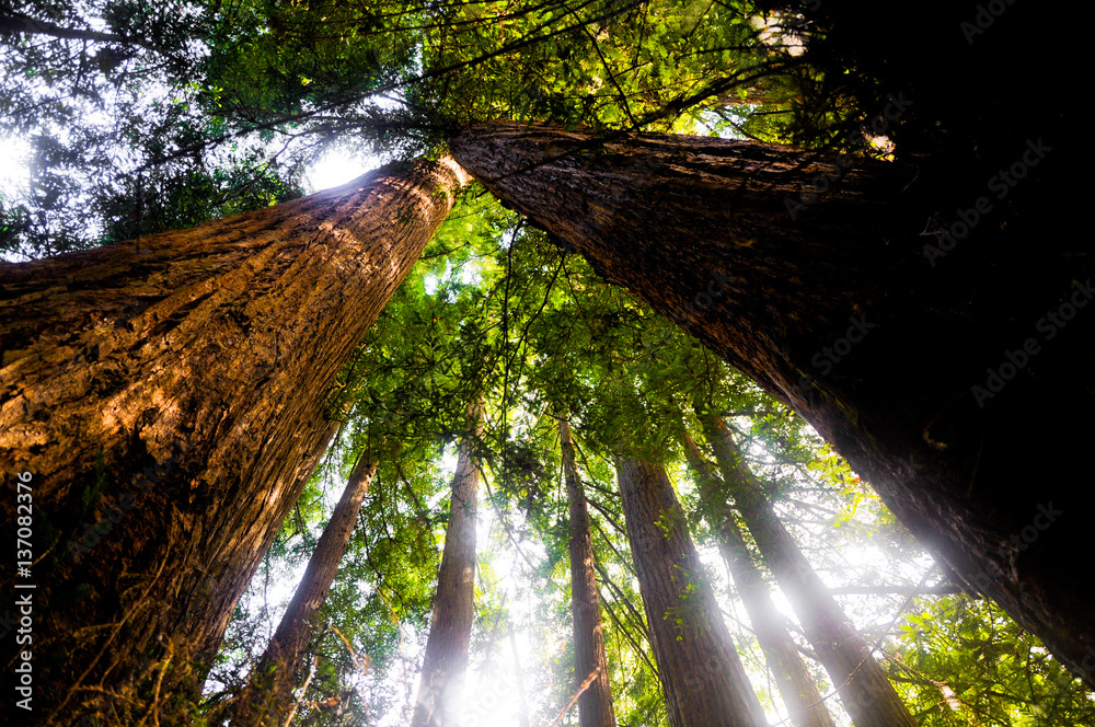 Redwoods