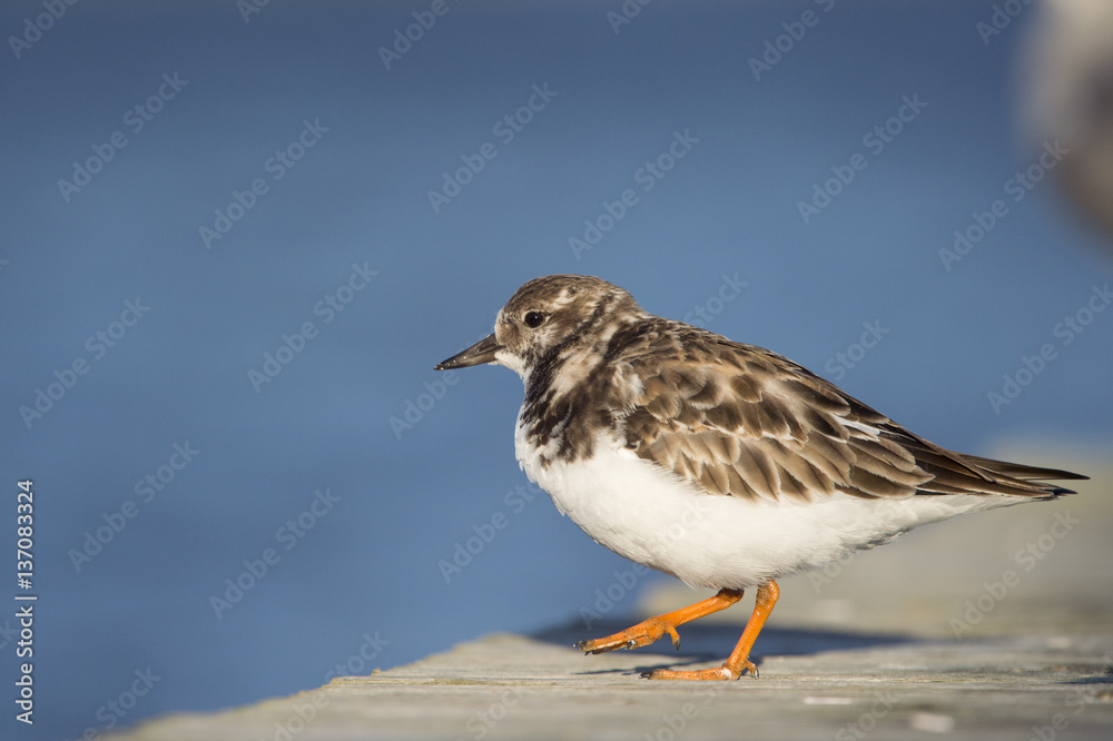 A Ruddy Turnstone walks on a wooden dock in the bright sun with a smooth blue background. A Ruddy Turnstone walks on a wooden dock in the bright sun with a smooth blue background.