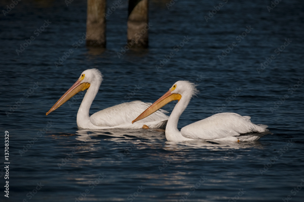 A pair of American White Pelicans float along on the blue water on a bright sunny day. A pair of American White Pelicans float along on the blue water on a bright sunny day.