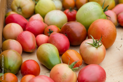 many colorful tomatoes with different size background