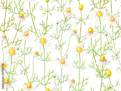 Seamless floral pattern with chamomile flowers. Summer backgroun
