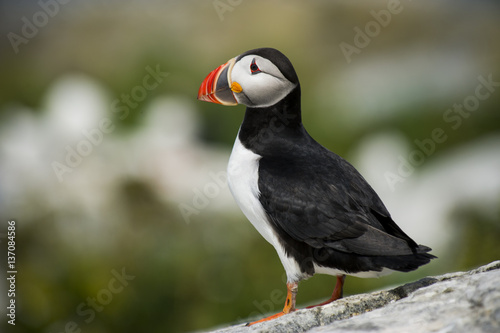 An Atlantic Puffin stands on a rock with a green background in soft sunlight.