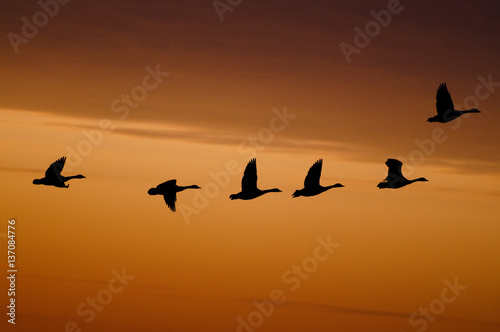 A silhouette of a flock of Canada Geese flying in front of an orange sunset. © rayhennessy