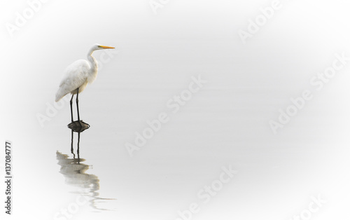 A Great Egret stands on a rock in calm shallow water with a reflection and a solid white background.