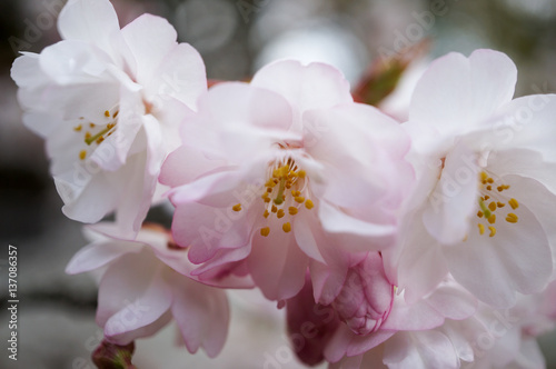 桜（八重） © ykimura65