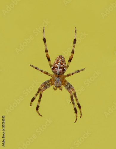 Photo of a crowned orb weaver next to a yellow surface