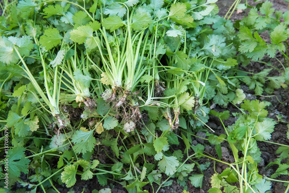 Coriander harvesting background Coriander harvesting background