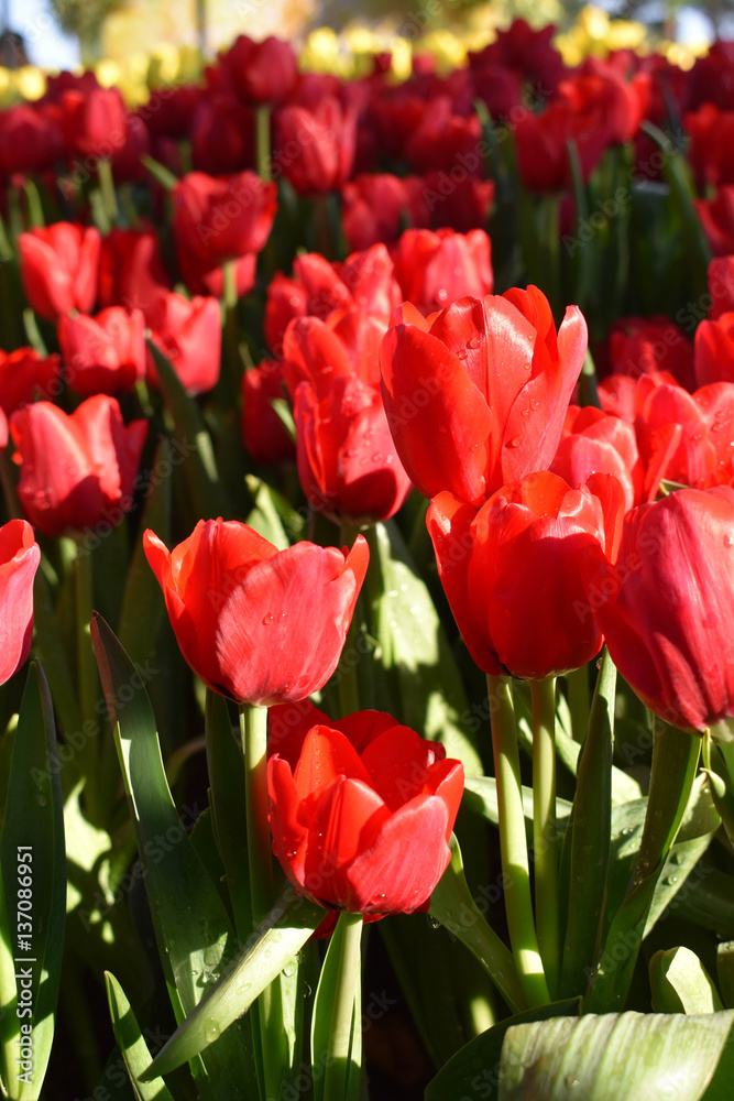 The red tulip