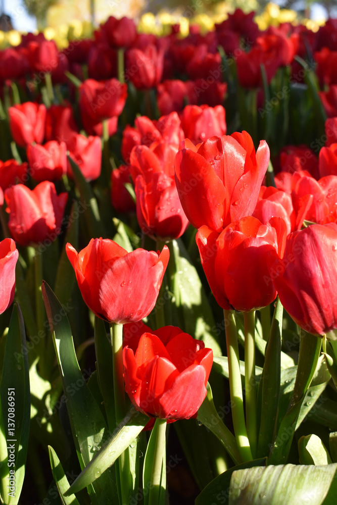 Fototapeta premium The red tulip