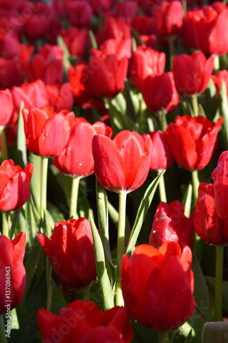 The red tulip