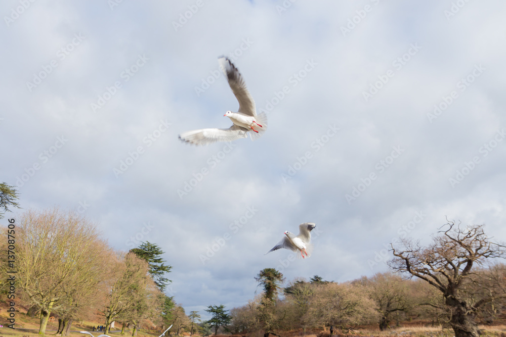 Birds and ducks in the countryside Birds and ducks in the countryside