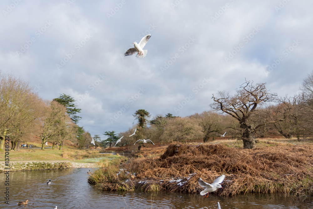 Birds and Ducks flying and swimming in and over water in a park Birds and Ducks flying and swimming in and over water in a park