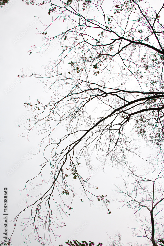 Fototapeta premium branch of treetop and sky ,white background of treetop