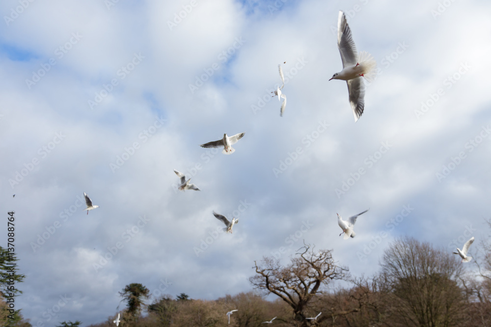 Birds and Ducks flying and swimming in and over water in a park Birds and Ducks flying and swimming in and over water in a park