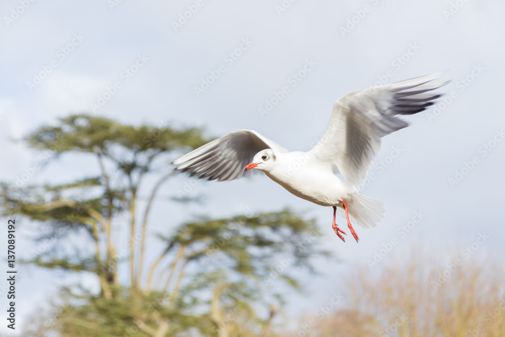Obraz premium Birds and ducks flying over river