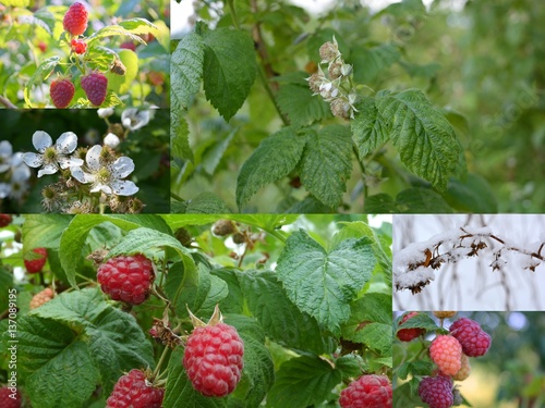 Collage: growing raspberries, food, seedling, gardening, flowers, berries 