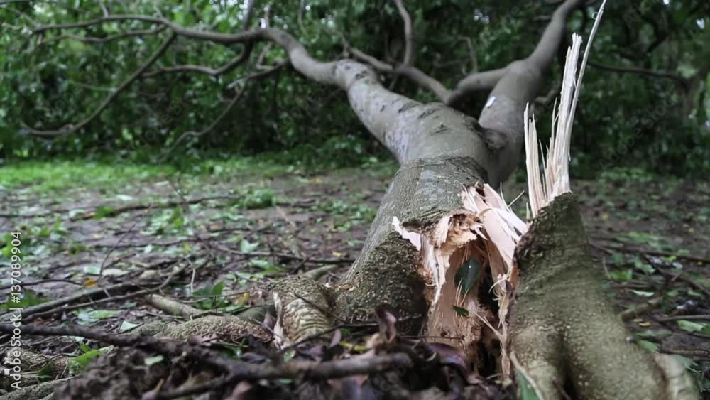 Fallen trees and wreckage from Daan park destroyed by Typhoon Soulik, in Taipei, Taiwan 2013. Perfect for videos about natural disasters, typhoons, monsoons, hurricanes.-Dan Fallen trees and wreckage from Daan park destroyed by Typhoon Soulik, in Taipei, Taiwan 2013. Perfect for videos about natural disasters, typhoons, monsoons, hurricanes.-Dan