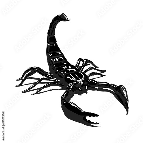 Black scorpion on a white background isolated shiny smooth