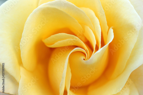 Yellow Rose  